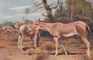 Asiatic Wild Asses